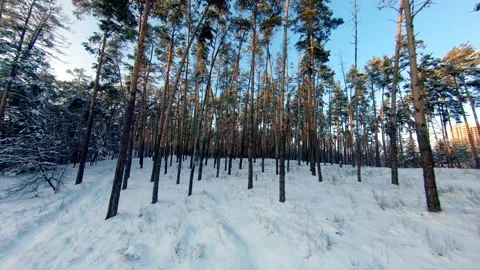 FPV drone view. Flight in the winter forest at sunset 動画素材 148046208