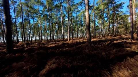 FPV Drone View Flying Through Trees Woburn Forest Spring Stock Footage 337509303