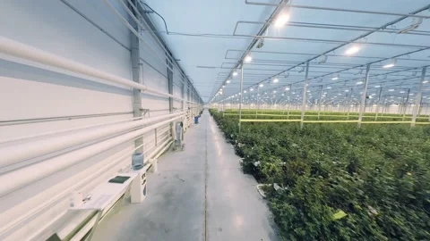 FPV drone view of huge indoor Industrial Greenhouse with flowers Stock Footage 220472901