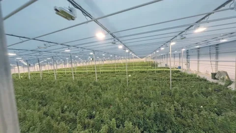 FPV drone view of huge indoor Industrial Greenhouse with flowers Stock Footage 220479237