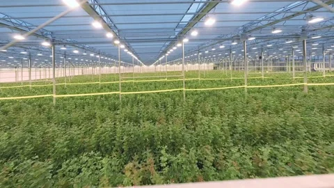 FPV drone view of huge indoor Industrial Greenhouse with flowers Stock Footage 220697777