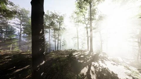 FPV Drone Weaving Through Tall Trees in a Forest Stock Illustration