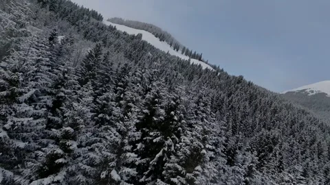 FPV Drone Winter Forest Flight Snow Covered Trees Alps, 4K Stock Footage 323463825