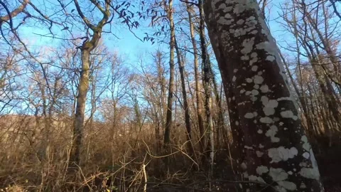 Fpv drone winter forest pack on a sunny day in differents views Stock Footage 300853029