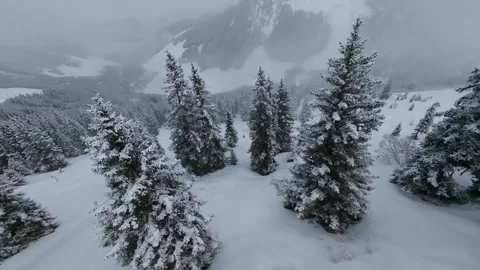 FPV Drone Winter Landscape Snow Covered Trees Alps, 4K Stock Footage 323463845