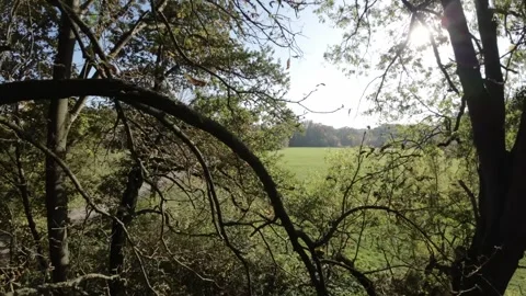 FPV flight over a beautiful park Stock Footage 289049273