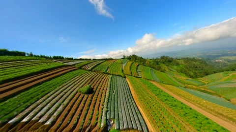 FPV flight over fields in the village on the slopes of Sumbing volcano Indonesia Stock Footage 279986543