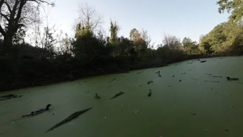FPV flight over a pond and park Stock Footage 289044090
