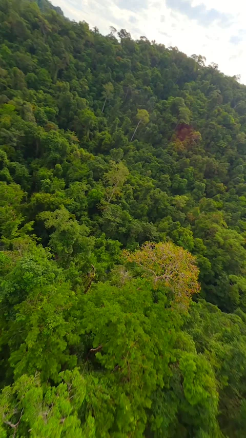 FPV flight over tropical trees, river and waterfalls in the lush jungle,Thailand Stock Footage 278151404