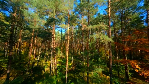 FPV Flight Through Autumn Forest Stock Footage 250797928