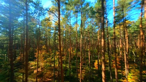 FPV Flight Through Autumn Forest Stock Footage 250797972