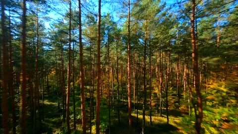 FPV Flight Through Autumn Forest With Sun Rays Coming In. Stock Footage 251455946