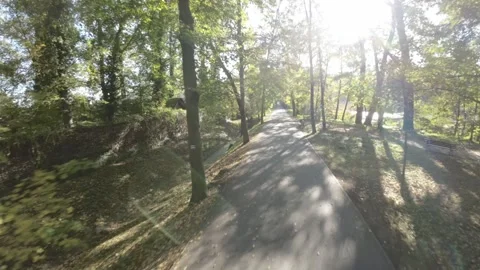 FPV flight through the autumn forest Stock Footage 289048979