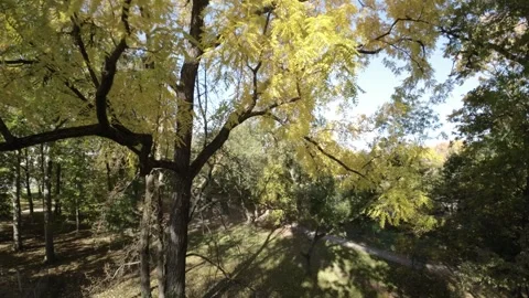 FPV flight through the autumn forest Stock Footage 289050541