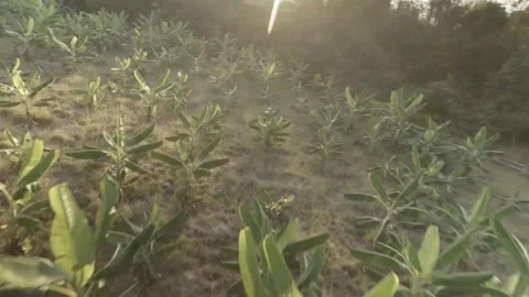 FPV Flight Through Banana and Flower Fields at Golden Hour  Koh Phangan Stock Footage 333689982