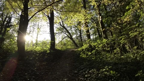 FPV flight through the forest Stock Footage 289041560