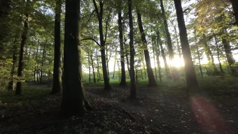 FPV flight through the forest Stock Footage 289042183