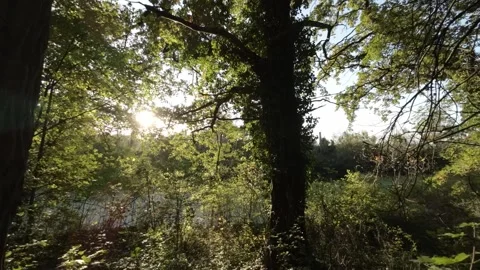 FPV flight through the forest Stock Footage 289044617