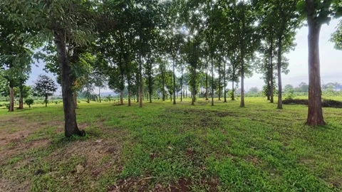 FPV flight through Hopea odorata forest, Dak Lak, Vietnam Stock Footage 340256486
