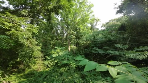 FPV Flight Through Lush Summer Greens Video stock 246488309