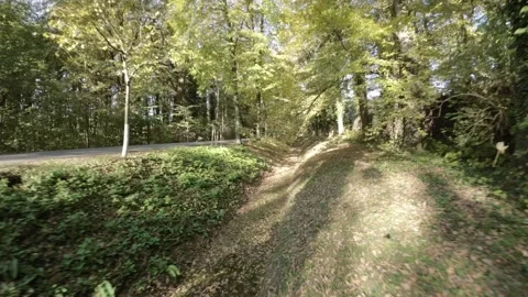 FPV flight through narrow forest path Stock Footage 289047641