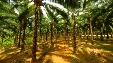 FPV flight through palm tree plantation in Krabi Province, Thailand Stock Footage 269878938