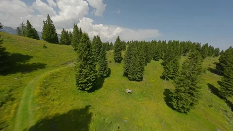 FPV Flight Through Trees to Alpine View – Velika Planina (4K) Stock Footage 311568796