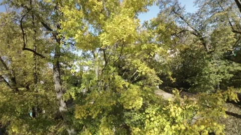 FPV flight through the trees in autumn Stock Footage 289048761