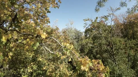 FPV flight through the trees Stock Footage 289050779