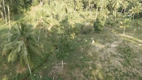 FPV Flight Through Wild Banana and Coconut Trees  Tropical Jungle  Koh Phanga Stock Footage 332794579