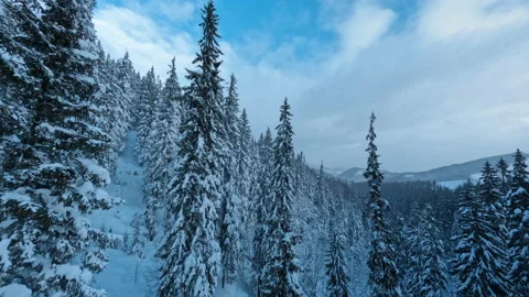FPV flight in white winter forest. Spectacular landscape of snowy mountains, fir Stock Footage 167601741