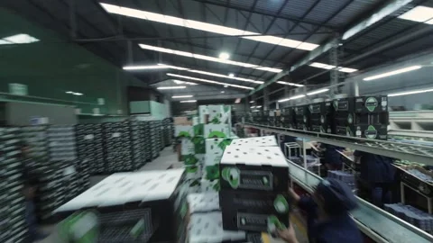 FPV Fly Through Avocado Packing Warehouse With Workers and Conveyors Stock Footage 339975733