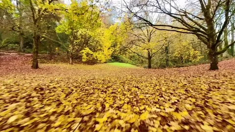 FPV Fly through the fall foliage and trees with vibrant autumn colors 動画素材 219518618