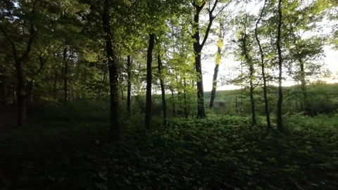 FPV Flying Through a Dense Autumn Forest Stock Footage 289042500