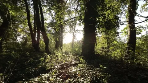 FPV Flying Through a Dense Summer Forest Video stock 289040794