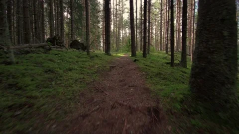 Fpv forest walk. Moody forest with sunlight. Stock Footage 154264343