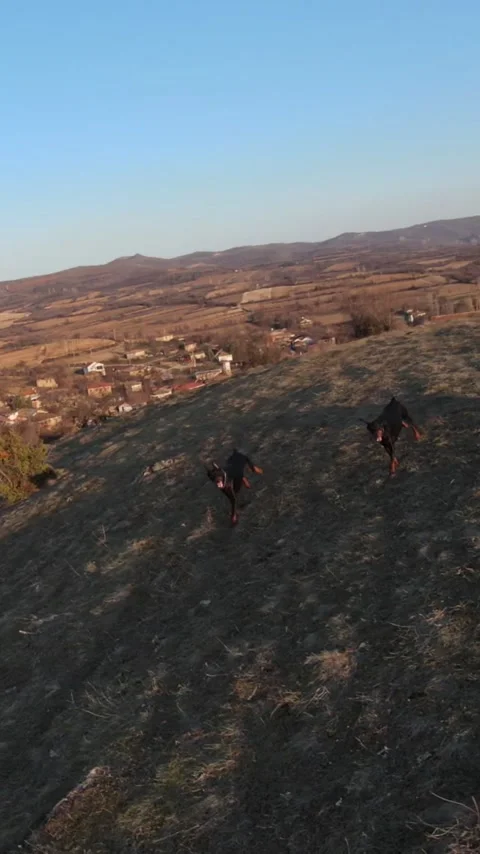 FPV Freestyle Ridge Dive Toward Tikvesh Lake with Poplar Trees, Macedonia Video stock 330512916