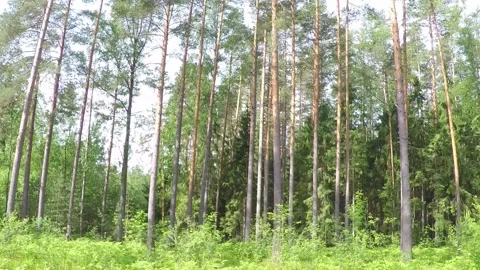FPV of green forest its grass and trees. Thick Russain forests. Stock Footage 150424288