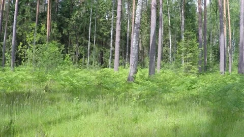 FPV of green forest its grass and trees. Thick Russain forests. Stock Footage 150424373