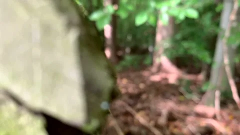 FPV Looking Through Hole in Fence Forest Rack Focus 4K 스톡 동영상 210220528