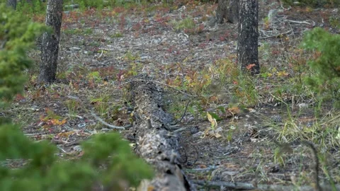 FPV of person's legs and two dogs walking in an autumn forest Stock Footage 142837154