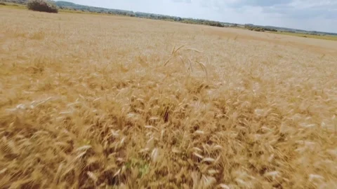 FPV pilot in the fields, fpv drone pilot filming himself Stock Footage 258847535