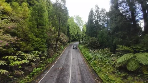 FPV Rush Through Dense Forest Road-05 스톡 동영상 322690020