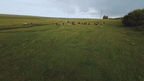 FPV shooting of a herd of cows, a herd of cows grazing in a field Stock Footage 258848176