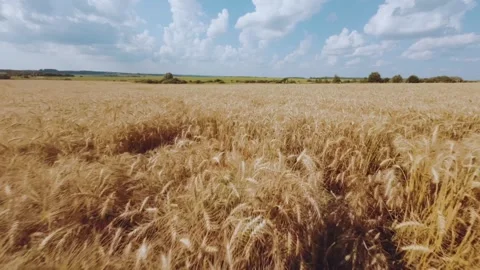 FPV shooting of wheat fields, a drone flying among the ears of a wheat field Vídeos de archivo 258847319