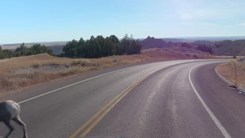 FPV: Two bighorn sheep in the middle of a road in Badlands mountain landscape Stock Footage