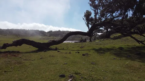 FPV view of a fly through trees branches... | Stock Video | Pond5