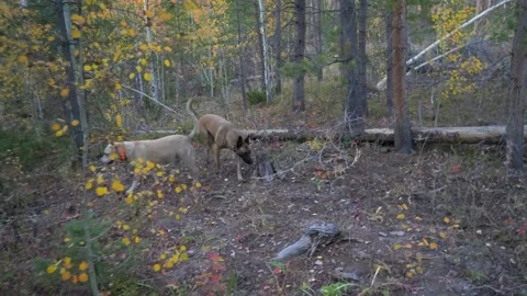 FPV walk in beautiful fall forest with two dogs Stock Footage 142837211