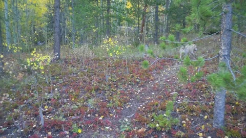 FPV walking with dogs through a beautiful autumn Colorado forest Stock Footage 142837102