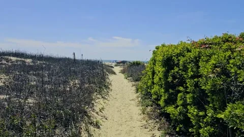 FPV-Walking sandy trail to beach-Sullivan Island, SC Stock Footage 335238542